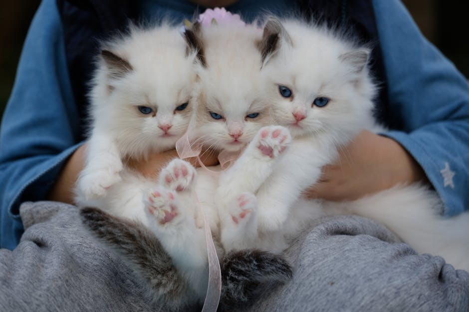 고양이 설사의 원인과 대처 방법